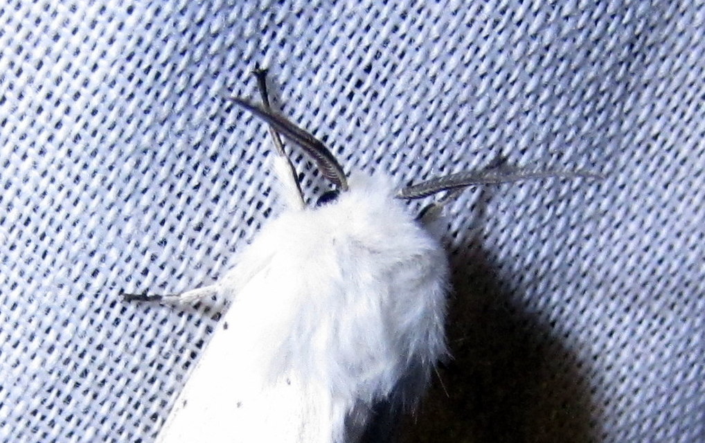 Spilosoma lubricipedum/urticae