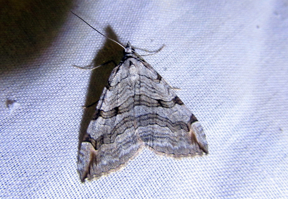 Aplocera efformata/plagiata