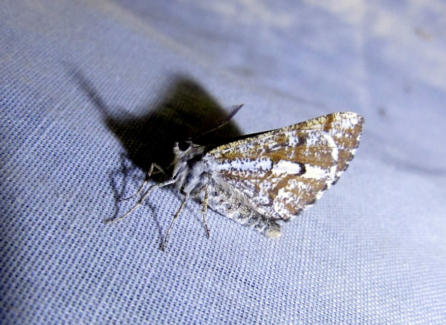 Bupalus piniaria - fenyőaraszoló
