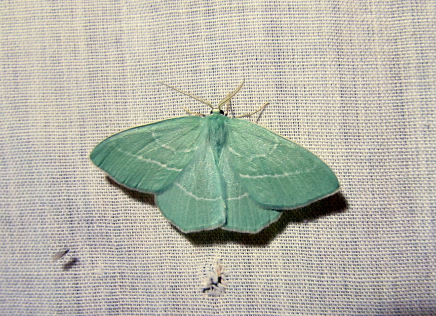 Hemistola chrysoprasaria - kékes zöldaraszoló
