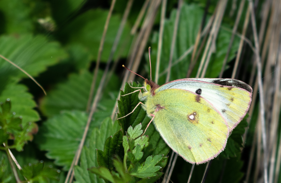Colias alfacariensis - déli kéneslepke