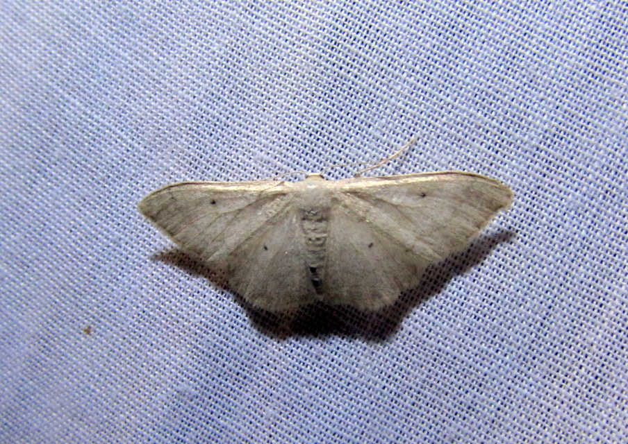 Idaea straminata - szalmasárga sávosaraszoló