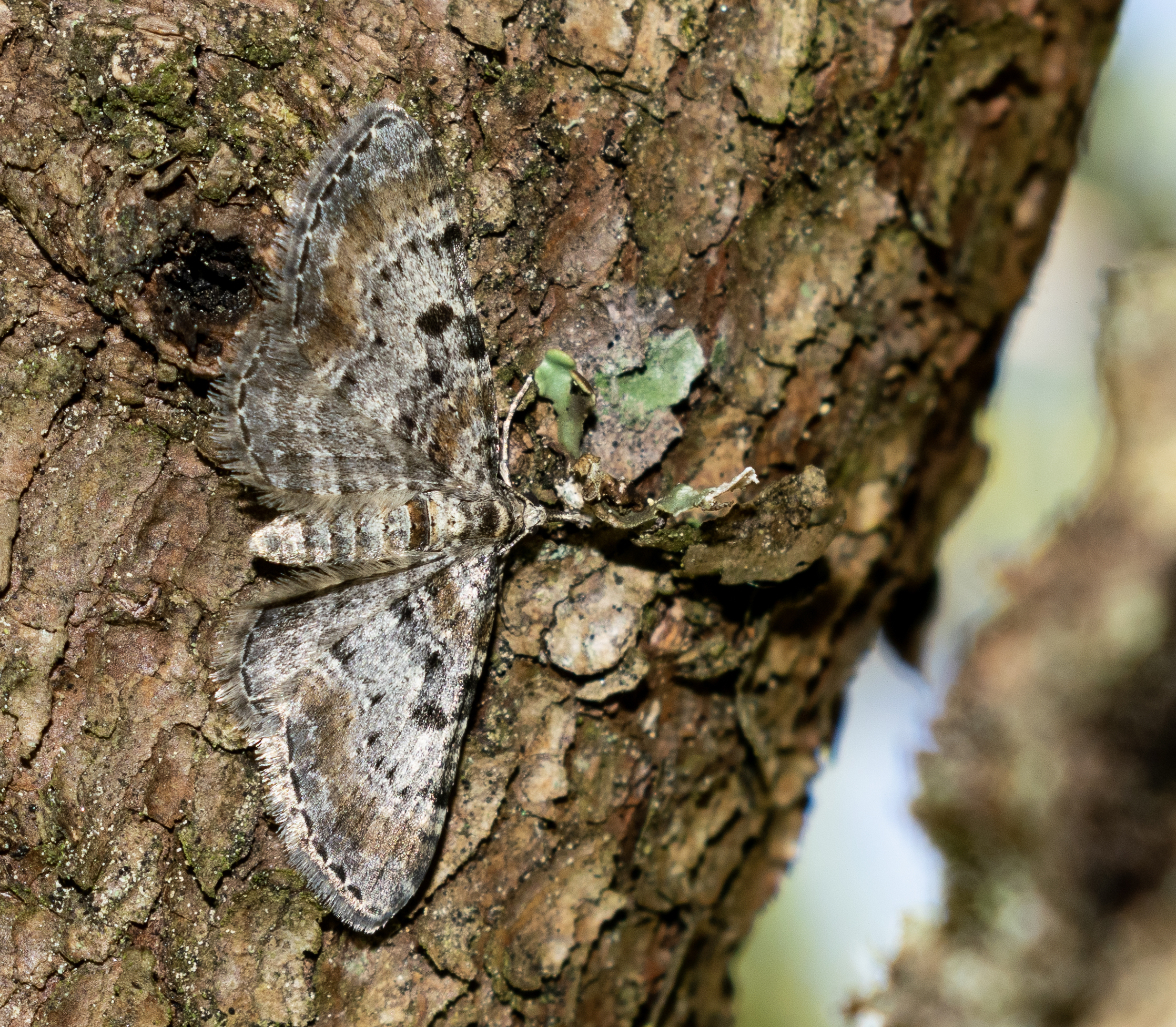 Eupithecia analoga - csőrös törpearaszoló