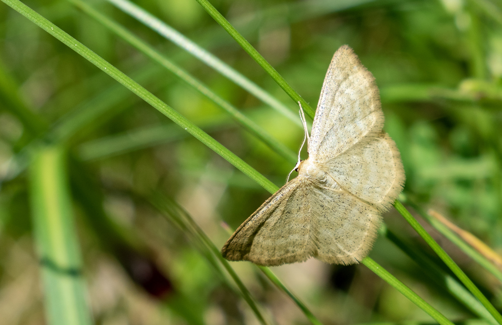 Idaea pallidata - sápadt apróaraszoló