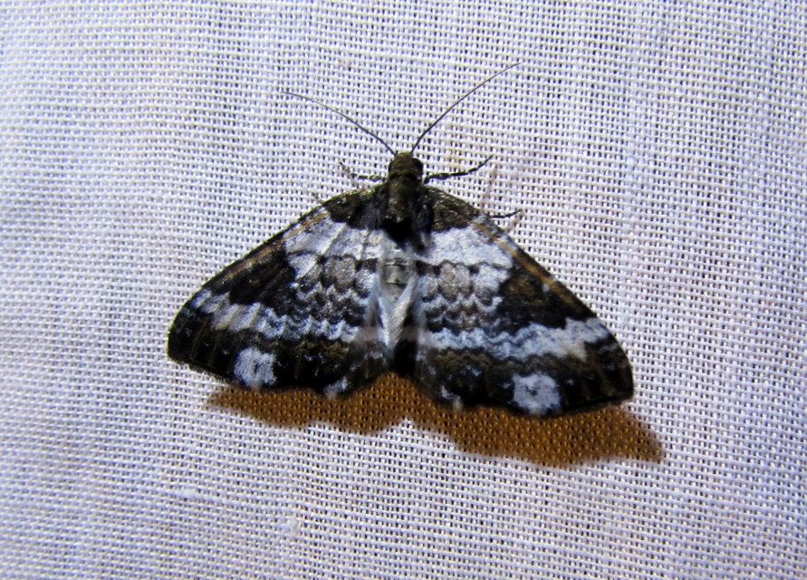 Melanthia procellata - hullámos tarkaaraszoló