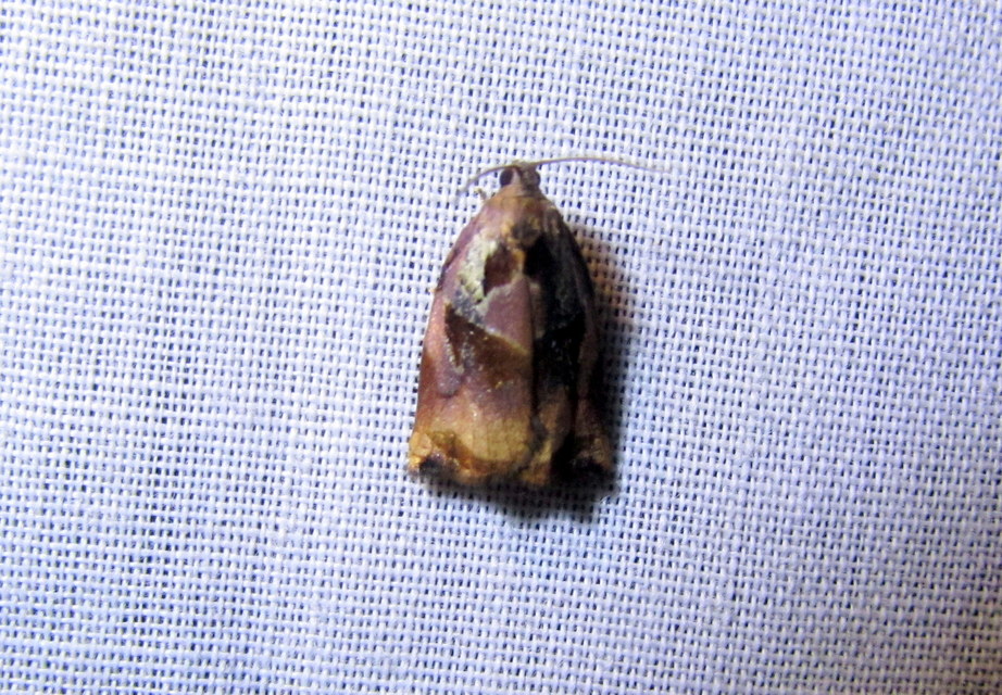 Archips podana - dudvarágó sodrómoly