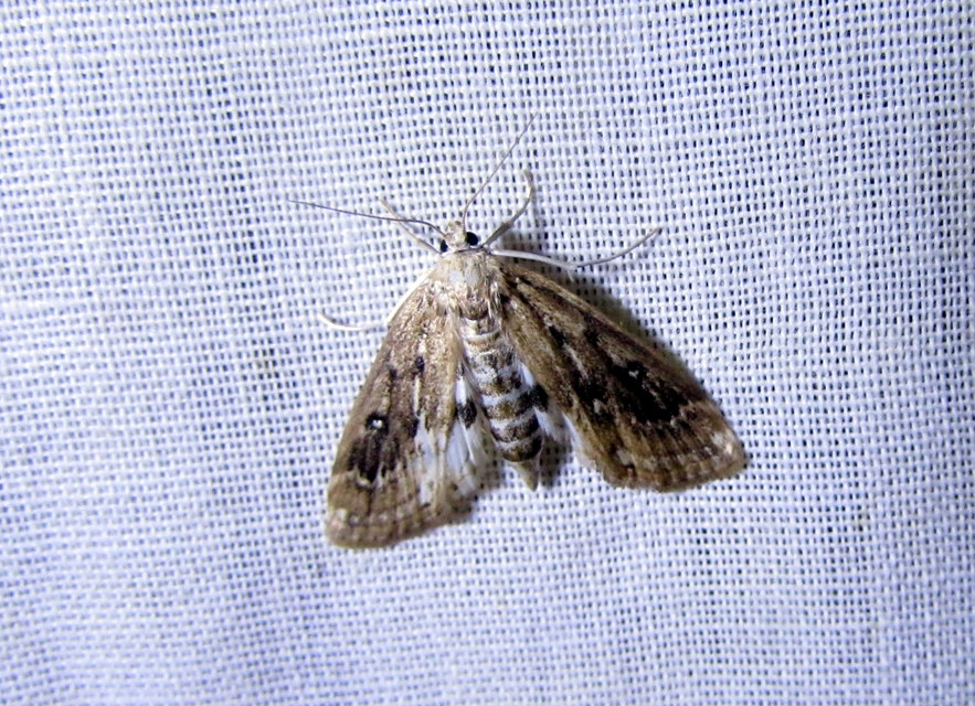Parapoynx stratiotata - közönséges vízimoly