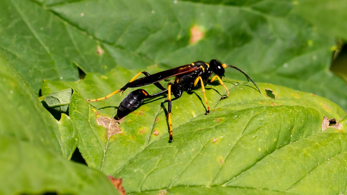 Sceliphron caementarium - feketenyelű lopódarázs