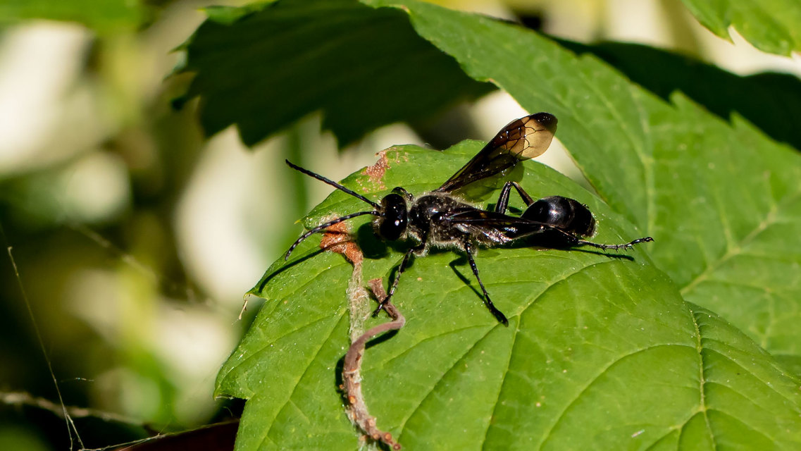 Isodontia mexicana - mexikói fűdarázs