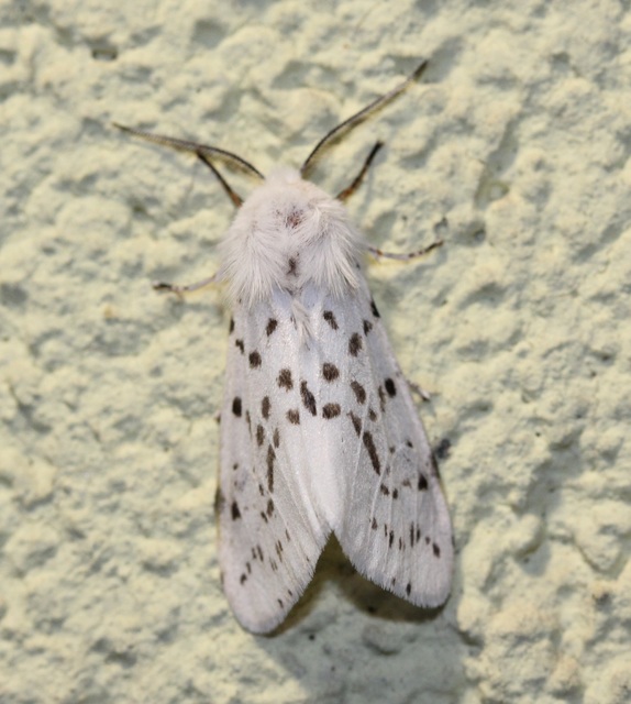 Hyphantria cunea - amerikai fehér medvelepke