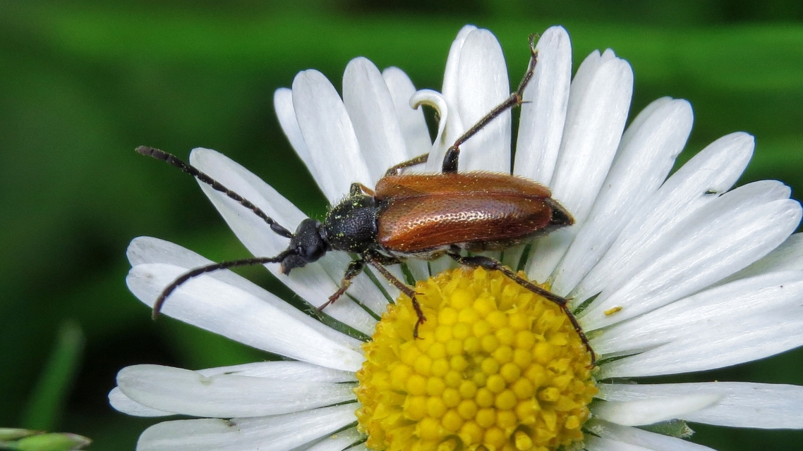 Pseudovadonia livida - barnás virágcincér