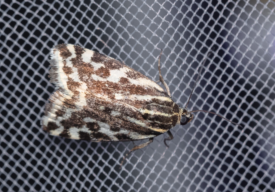 Emmelia trabealis - zebrabagoly