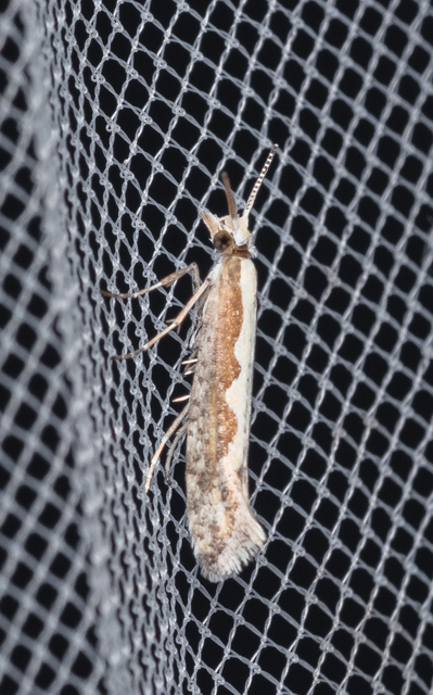 Plutella xylostella - káposztamoly