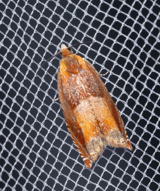 Ancylis mitterbacheriana - tölgysodró horgasmoly