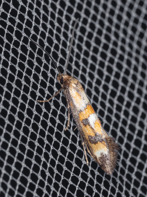 Epermenia pontificella - tarka íveltmoly