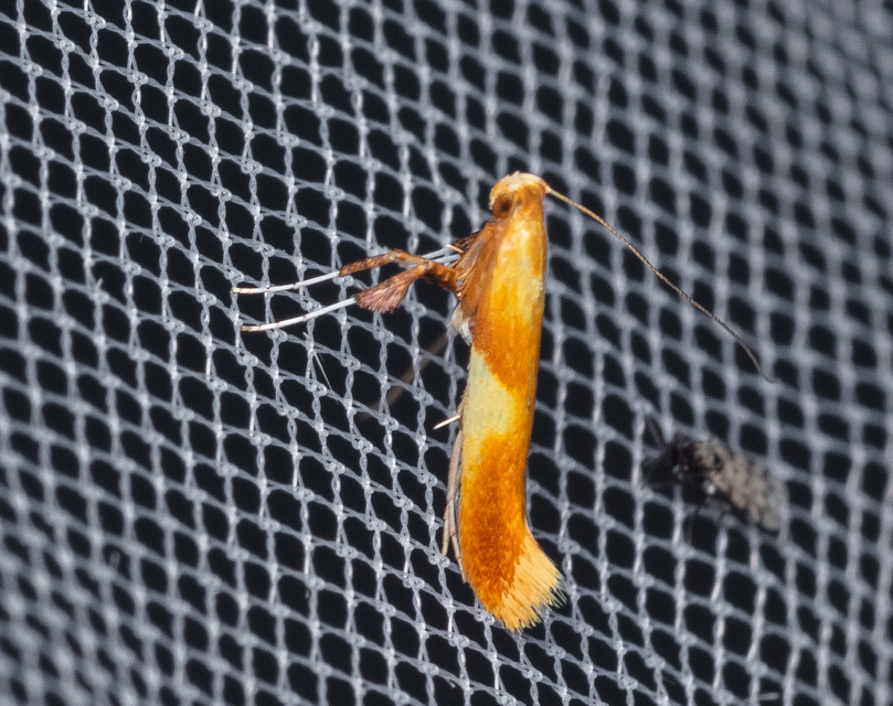 Caloptilia
