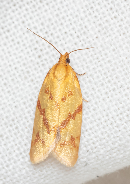 Clepsis pallidana - aranysárga sodrómoly