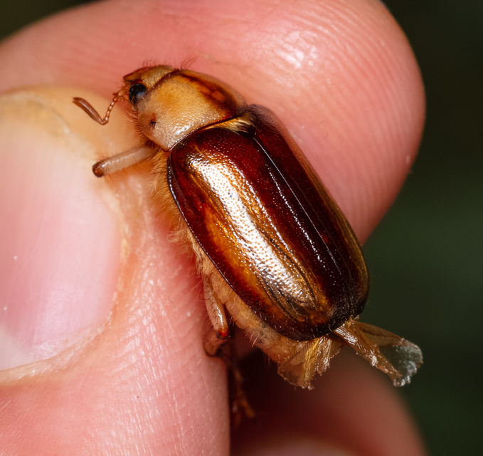 Rhizotrogus aestivus - tavaszvégi cserebogár
