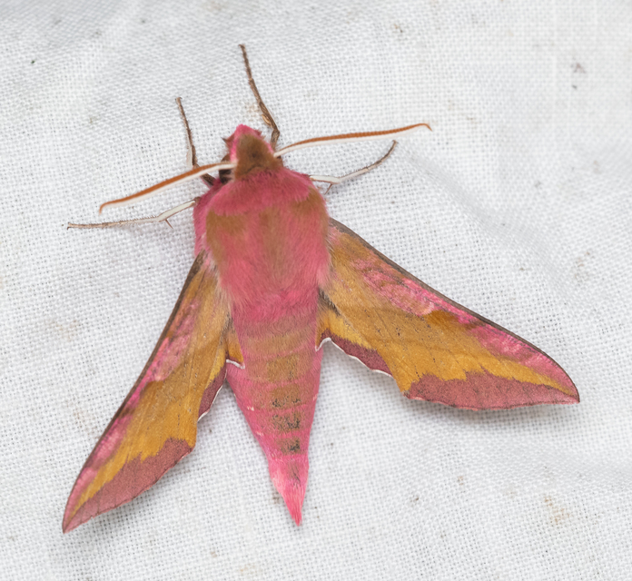 Deilephila porcellus - piros szender