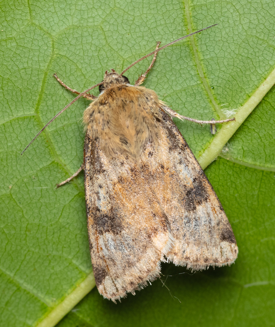 Heliothis adaucta - somkóróbagoly