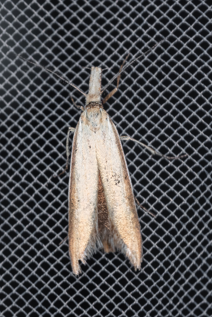 Pleurota
