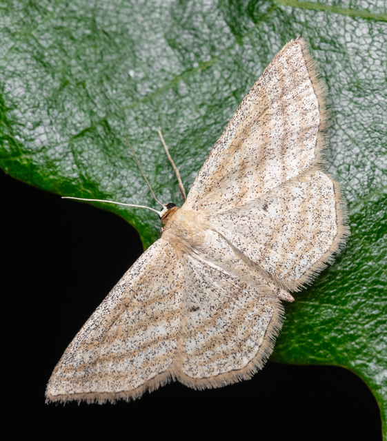 Scopula virgulata - vesszős sávosaraszoló