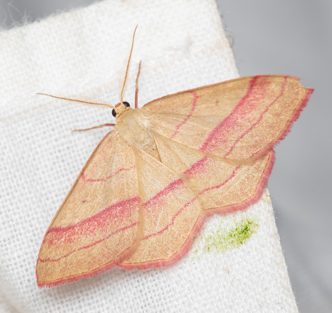 Rhodostrophia vibicaria - pirosszélű araszoló