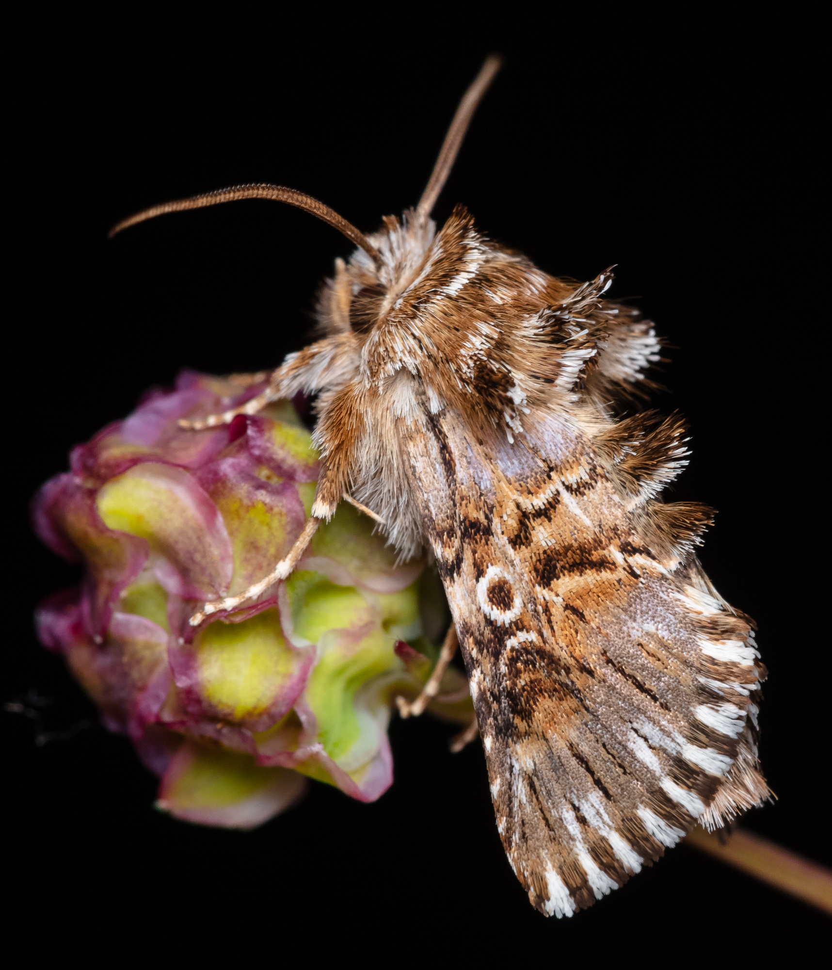 Omphalophana antirrhinii - oroszlánszáj-apróbagoly