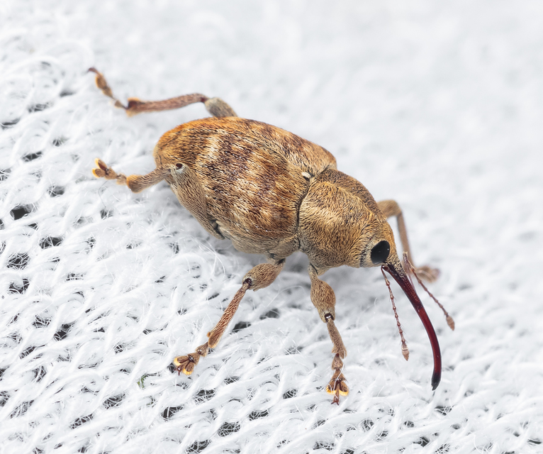Curculio