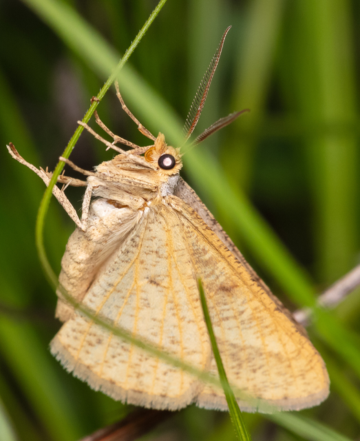 Tephrina arenacearia - lucerna-araszoló