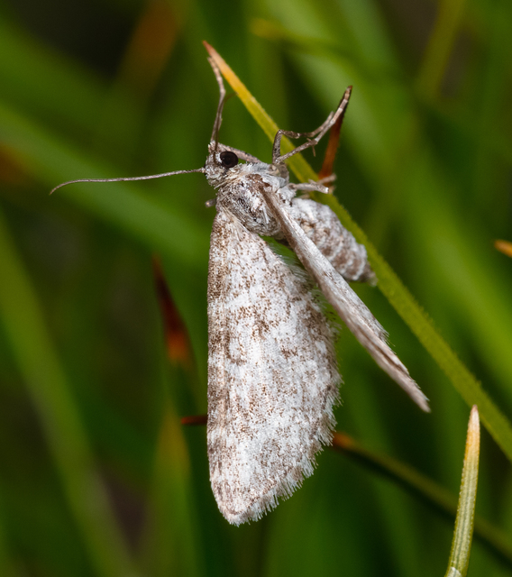 Eupithecia graphata - hangyabogáncs-törpearaszoló