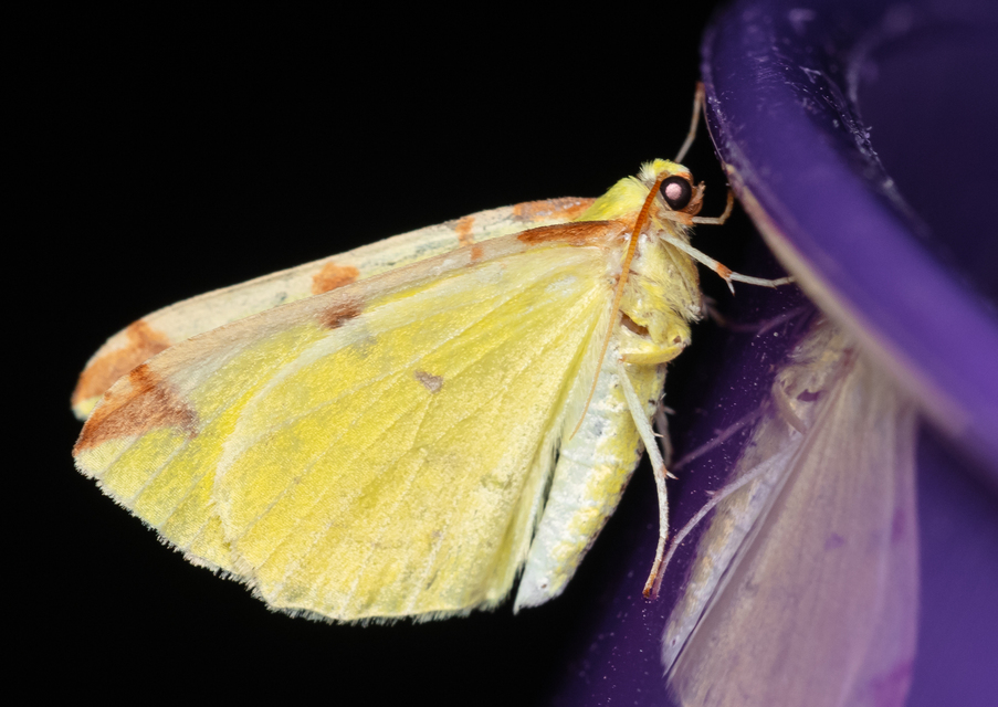 Opisthograptis luteolata - citromsárga araszoló