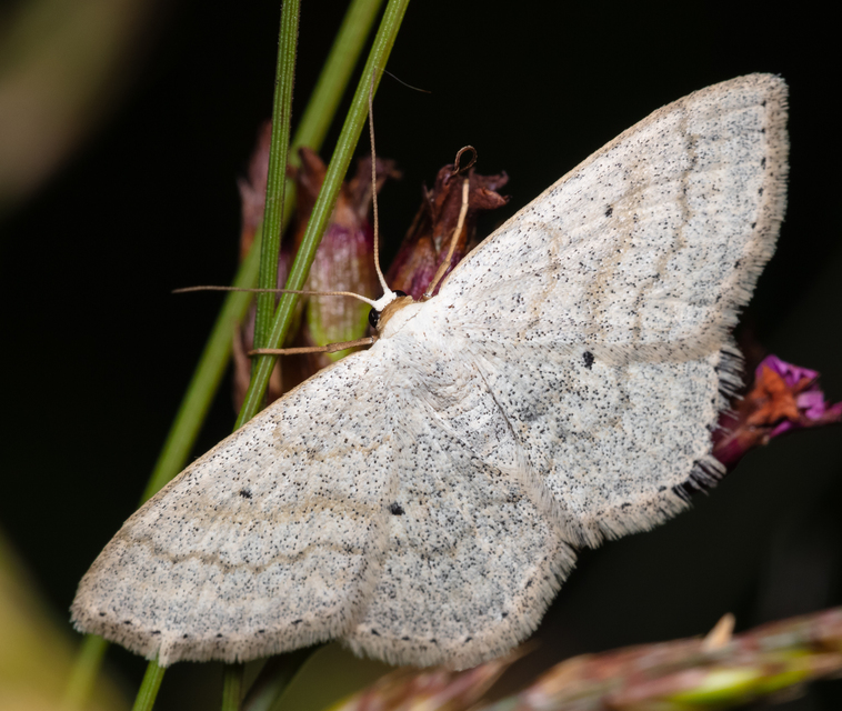 Scopula incanata - hamvas sávosaraszoló