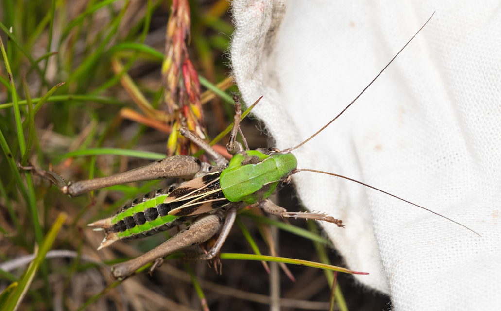 Decticus verrucivorus - szemölcsevő szöcske