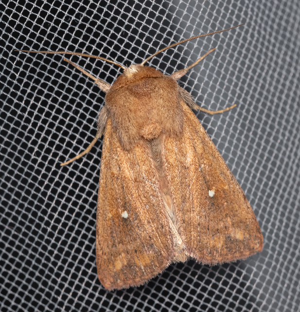 Mythimna albipuncta - fehérpettyes rétibagoly
