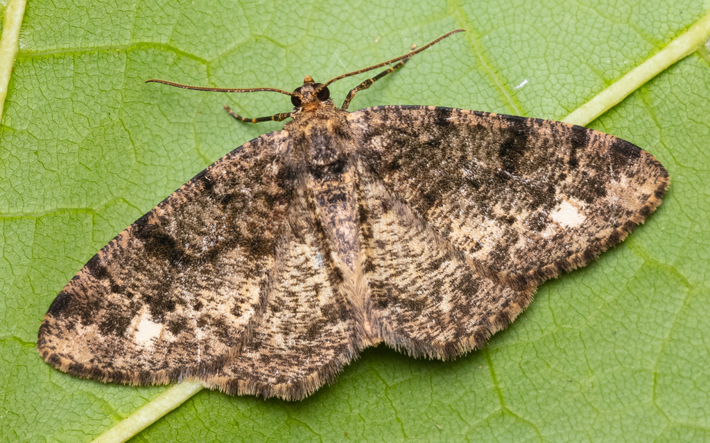 Parectropis similaria - barna zuzmóaraszoló