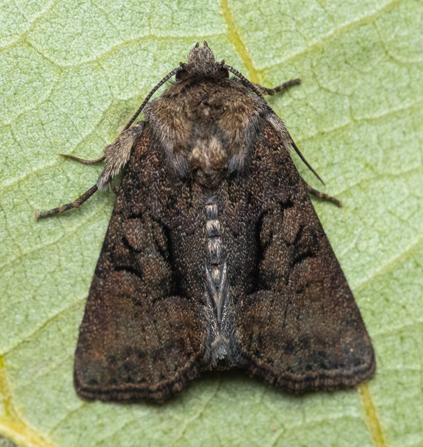 Oligia latruncula - fekete dudvabagoly