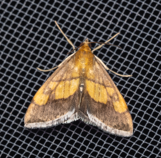 Evergestis limbata - közönséges dudvamoly