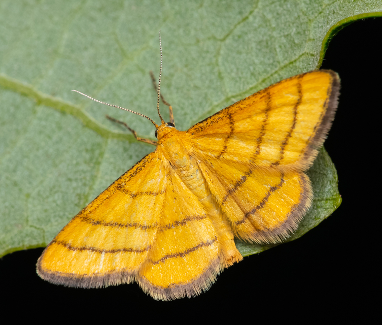 Idaea aureolaria - aranyos sávosaraszoló