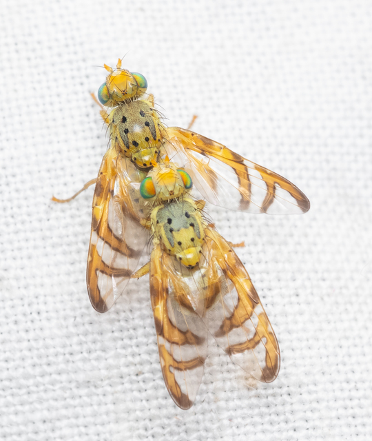 Tephritidae - fúrólégyfélék