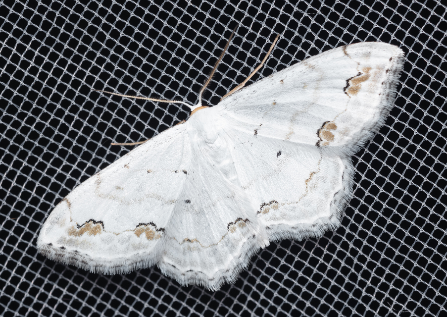 Scopula ornata - díszes fehéraraszoló