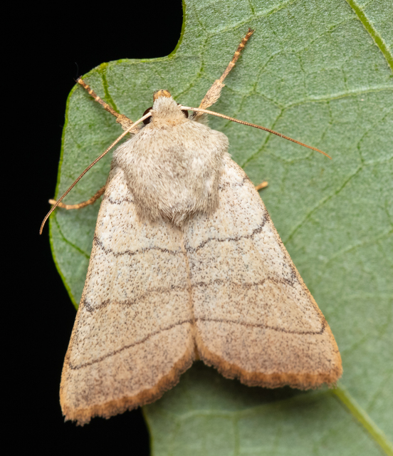Charanyca trigrammica - háromsávos lombbagoly