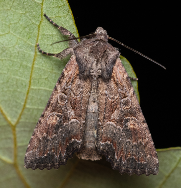 Lacanobia amurensis - homoki kertibagoly