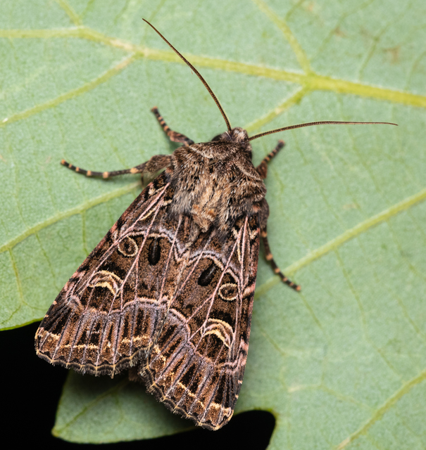 Heliophobus reticulata - fehéreres kertibagoly