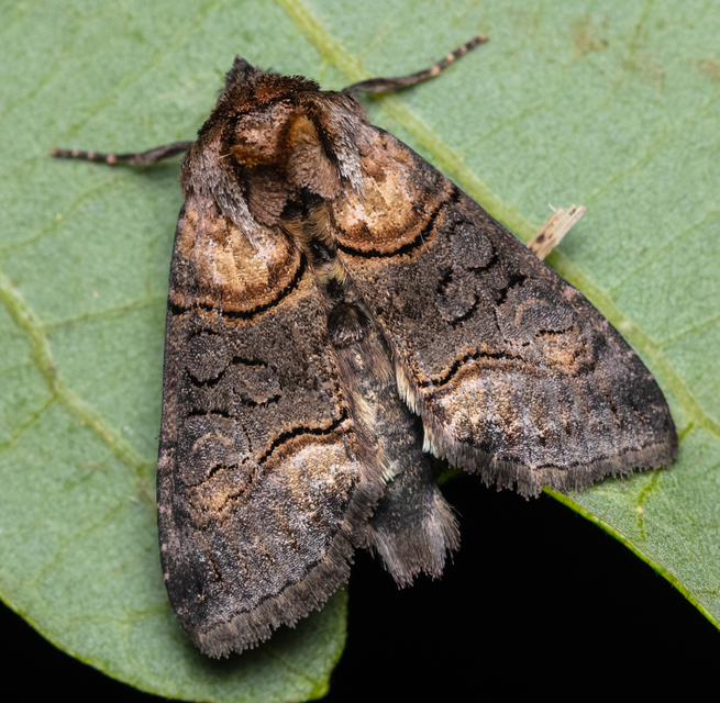 Abrostola asclepiadis - barnaövű csalánbagoly
