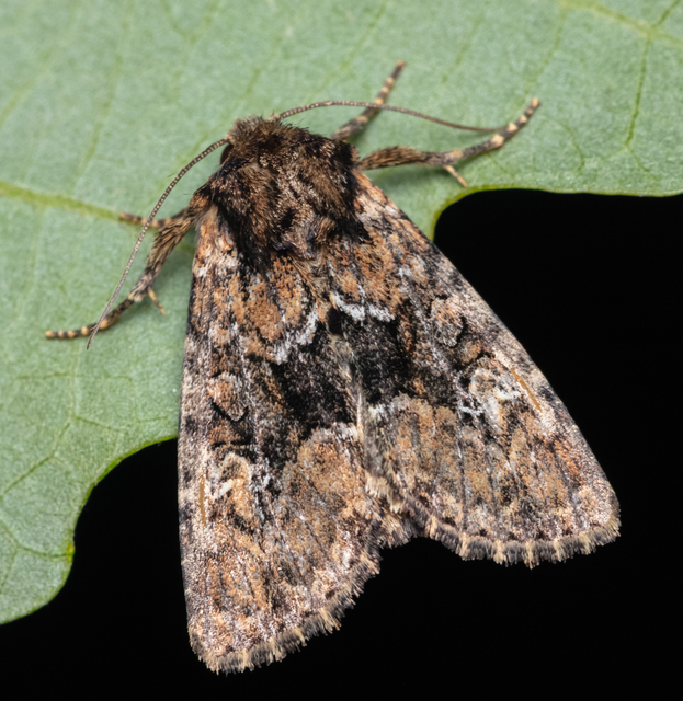 Apamea illyria - déli dudvabagoly
