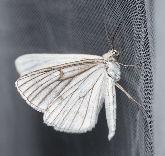 Siona lineata - vonalas fehéraraszoló