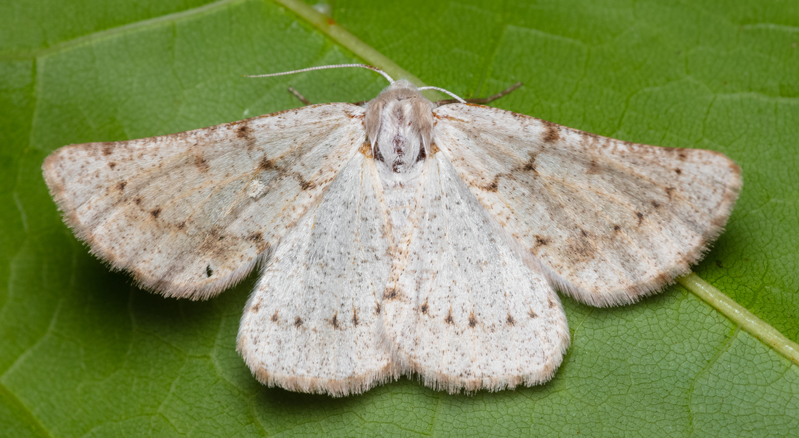 Dyscia conspersaria - sziklaüröm-araszoló