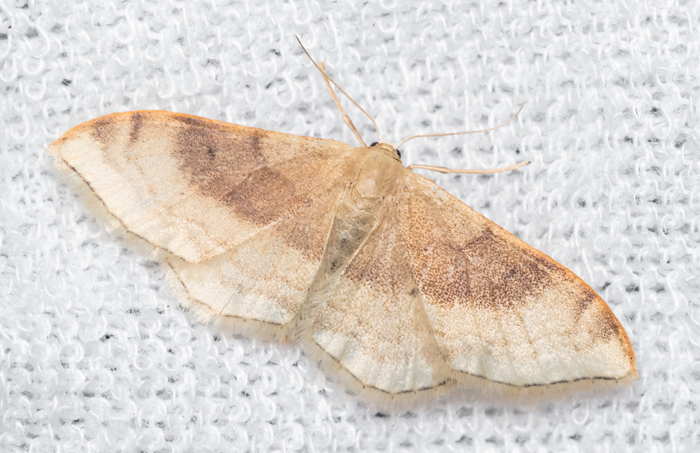 Idaea degeneraria - barnasávos araszoló