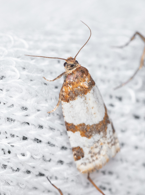 Periclepsis cinctana - galériás sodrómoly